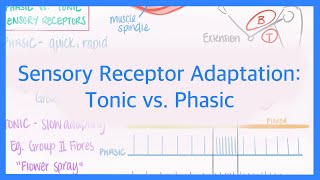 Sensory Receptor Adaptation Tonic vs Phasic Receptors [upl. by Lorenzana]