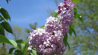 How To Grow And Care For A Lilac [upl. by Atinal]