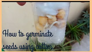 How to germinate seed using cotton balls  kids science activity [upl. by Baniez]