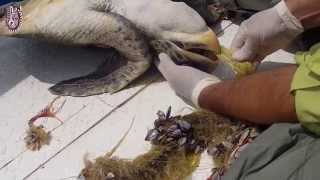 Rescate tortuga Golfina  Olive Ridley rescue [upl. by Lindner]