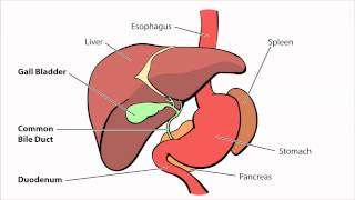 Key Biliary Tract  Cholestatic Diseases amp Labs Explained [upl. by Gildas155]