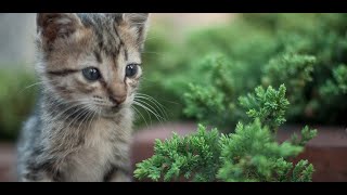 kitten video wallpaper [upl. by Kay906]