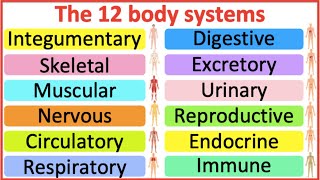 12 Organ Systems  Roles amp functions  Easy science lesson [upl. by Elazaro]