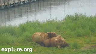 Top 10 BearCam Moments from Katmai National Park [upl. by Ehtnax]