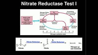 Microbiology Nitrate Reductase Test [upl. by Treve]