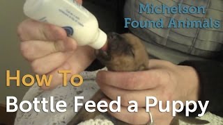 How to Bottle Feed a Puppy [upl. by Airetnuhs699]