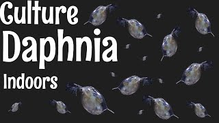 How to Culture Daphnia [upl. by Lichter]