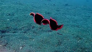 Shiny Red Flatworm Swims Through Ocean [upl. by Mansoor136]