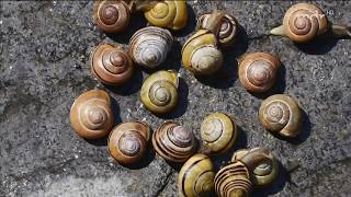 Gehäuseschnecken im Garten [upl. by Fellner]