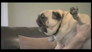 Curb Your Dog  Evil Pug [upl. by Lib]