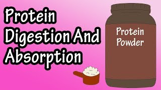 Protein Digestion And Absorption  Protein Metabolism [upl. by Osgood]