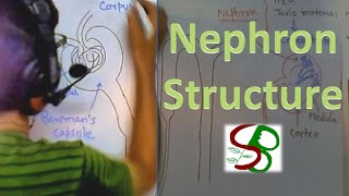 Nephron structure [upl. by Hoopen]