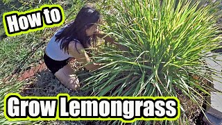 How To Grow Lemongrass Plant At Home  Plus Garden Harvest And Possible Uses 🌱 [upl. by Bough]