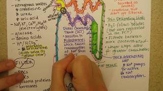 Nephron function Part 2 [upl. by Oilcareh]