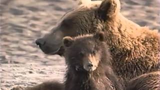 El Gran Oso de Siberia  Discovery Channel Video 1997 [upl. by Giorgio]