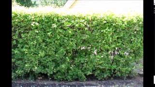 Viburnum Hedges Tips on PLanting a Hedge [upl. by Dylana]