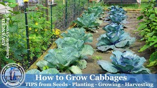 How to Grow Cabbage  Tips from Seeds Planting Growing Harvesting Cabbage [upl. by Noswad805]