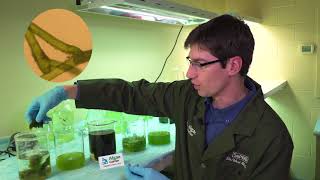 Algae Corner How to Identify Different Algae Types [upl. by Odrarej]