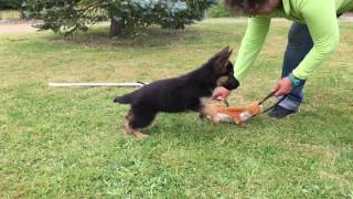 EDUCATION CHIOT BERGER ALLEMAND POIL COURT POIL LONG [upl. by Naira]