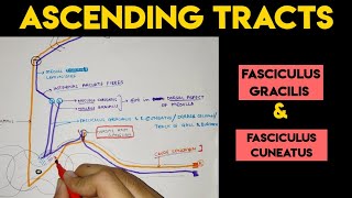 Ascending Tracts  2  Spinal Cord [upl. by Boggers]