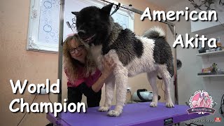 World champion 2021  American Akita Grooming [upl. by Strephon]