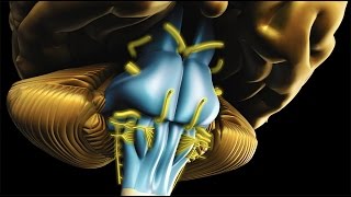 Neuroanatomy  The Brainstem [upl. by Till]