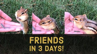 How To Become Friends With A Chipmunk in 3 Days [upl. by Chuch657]