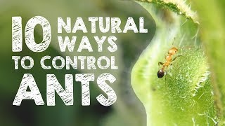 10 Natural Ways to Get Rid of Ants [upl. by Starr]