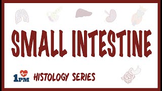 Small Intestine Histology [upl. by Nasia]