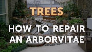 How to Repair an Arborvitae [upl. by Absa947]