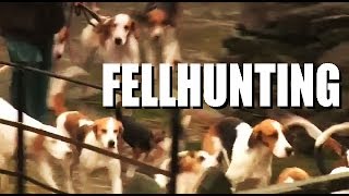 Fellhunting with the Coniston Foxhounds [upl. by Kati601]