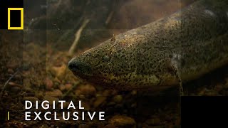 The African Lungfish  National Geographic UK [upl. by Grous]