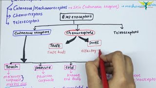 Receptors and Exteroceptors  Physiology  Types  Fibers  properties  Part  13 [upl. by Soma]