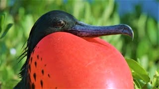 Bizarre Mating Ritual Of The Frigatebird  Wild Caribbean  BBC Earth [upl. by Amos]