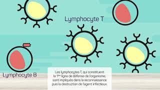 Le système immunitaire [upl. by Neenahs]