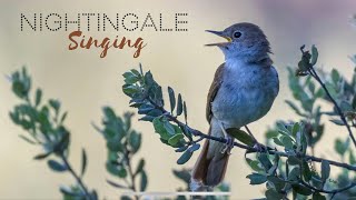 NIGHTINGALE SONGBIRD  Bird watching tours in Spain [upl. by Aneekal359]