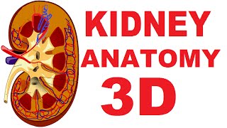 Kidney Anatomy DETAILED Renal Nephron Urinary System [upl. by Reese]