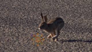 Ultra Super Slow Motion Reveals How Rabbits Run 1000 Frames Per Second [upl. by Ojyma]