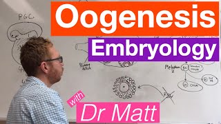 Oogenesis  Embryology [upl. by Fang]