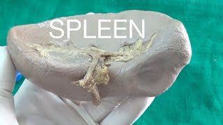 SPLEEN  Demonstration Anatomy [upl. by Inajar]