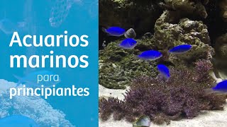 TOP 8️⃣ PECES de MARINO para PRINCIPIANTES [upl. by Neelat]