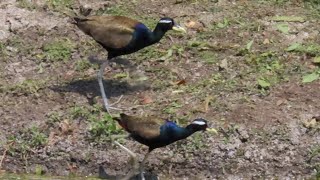 BronzeWinged Jacanas At The Lake [upl. by Aihcila]