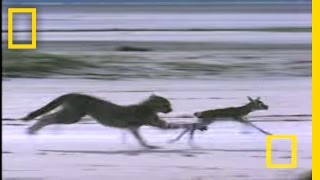 Cheetah Jumps Gazelle  National Geographic [upl. by Flagler]