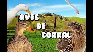 Aves de Corral [upl. by Canica]