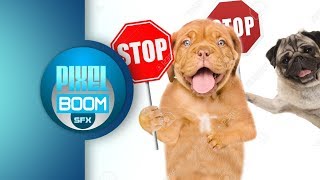 2 HRS Anti Dog Ultrasonic Sound Stop Dog Barking Bark Control Keep a Dog Out of Garden [upl. by Idnahs118]