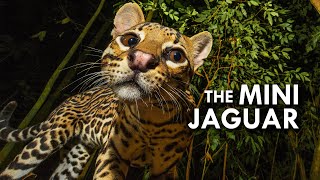 Ocelot The Mini Jaguar [upl. by Aamsa]