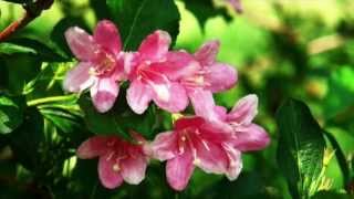 Weigela florida Growing Guide [upl. by Nylyak]