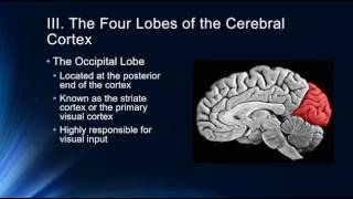 Neocortex  Human Brain Series  Part 4 [upl. by Towbin]