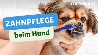 Zahnpflege beim Hund [upl. by Shaffer453]