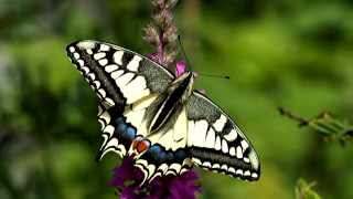 Swallowtail Papilio machaon from egg to butterfly [upl. by Novyak]